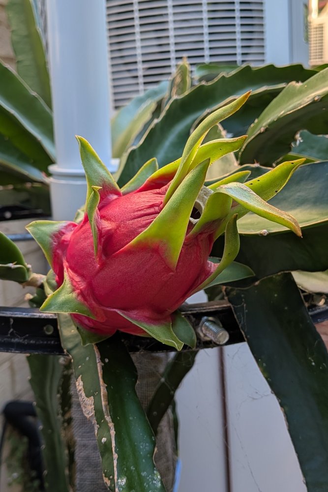 Ripening fruit